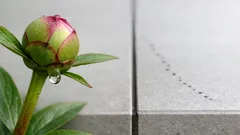 Ameisen im Garten: warum sie Pflanzen ansteuern und was wirklich hilft